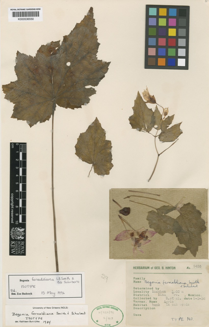 B. fernaldiana